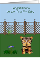 Congratulations On New Pet Yorkshire Terrier with a Cute Dog in a Yard card