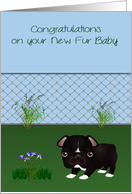Congratulations On New Pet with a Black and White Bulldog in a Yard card