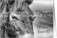 Horse Pet Sympathy With Wild Exmoor Pony card
