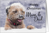 Mum & Dad Border Terrier Dog In The Snow card
