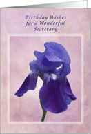 Birthday Wishes for a Secretary, Purple Iris on Pink card