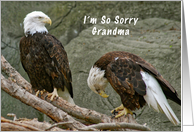 I’m so Sorry Grandma, Belated Birthday card