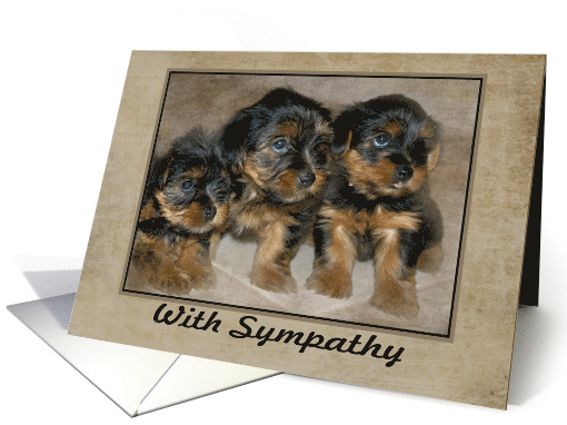 Sympathy - Pet Loss - Yorkie Puppies card (1391676)