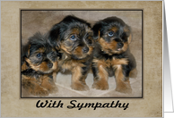 Sympathy - Pet Loss - Yorkie Puppies card