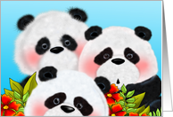 Amazed Pandas card