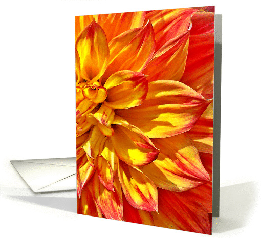 Dahlia Yellow Red Tipped Petals - Blank card (1399528)