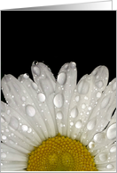 Raindrops on Montauk Daisy - Blank card
