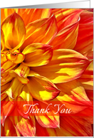 Thank You, Dahlia Yellow Red Tipped Petals - Blank card