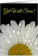 Get Well Soon! Raindrops on Montauk Daisy card