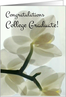 Congratulations College Graduate - Translucent White Orchid card