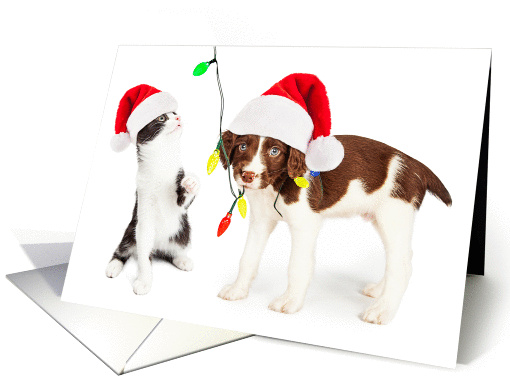 Cute Puppy and Kitten Christmas card (1413620)