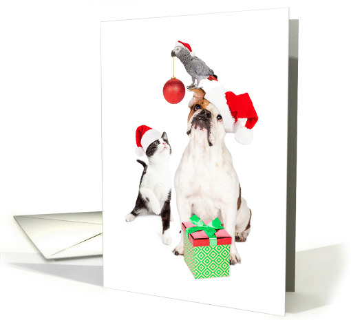 Dog Cat and Bird Together For Christmas card (1413656)