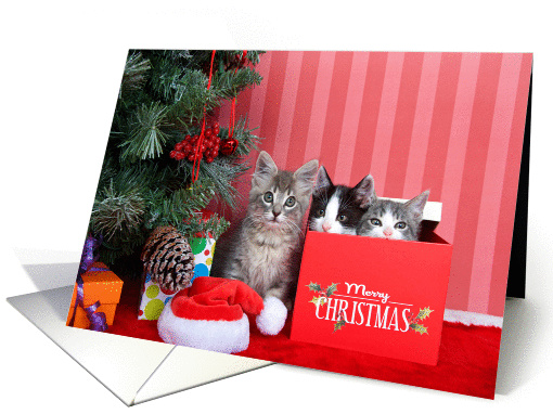 Merry Christmas card (1438070)