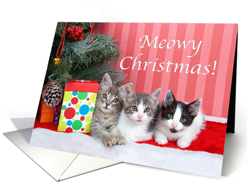Meowy Christmas kittens card (1438280)