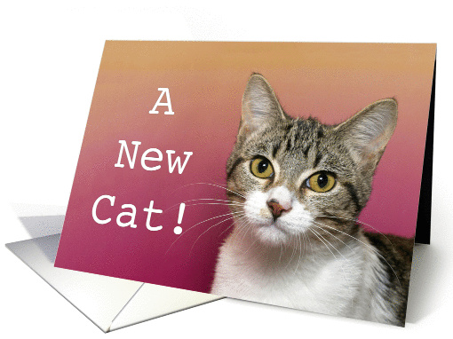 Congratulations Cat Adoption card (1438676)