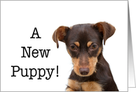 Congratulations, new puppy adoption card