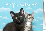 Two kittens happy to announce national hug your cat day card