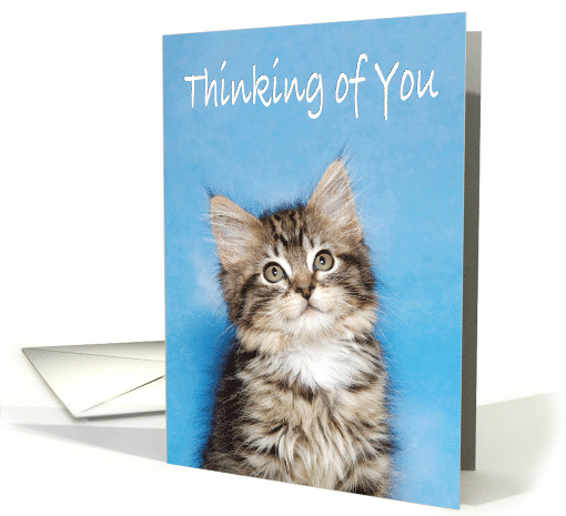 Little fluffy kitten Thinking of You card (1507592)