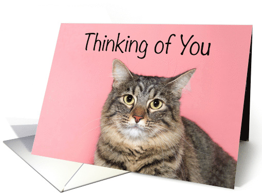 Adorable tabby Thinking of You card (1535006)