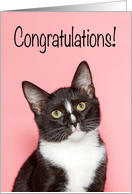 Congratulations New Cat card