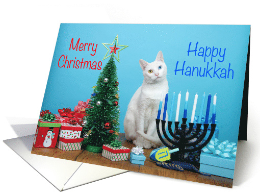 Curious White Kitten Christmas Hannukkah card (1550196)