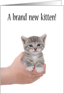 Congratulations new kitten adoption card