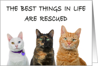 Trio of cats congratulations rescue adoption card