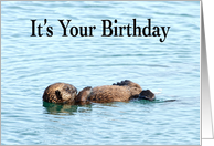 Adorable Otter Happy Birthday card