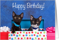 Adorable kittens Happy Birthday from Both of Us card