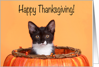 Kitten Happy Thanksgiving from a Distance Coronavirus Pandemic card