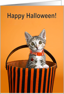 Happy Halloween Kitten Peeking out of an Orange and Black Candy Bucket card