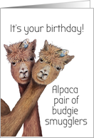 Funny Budgie Bird in Alpaca Birthday Humor Australian card