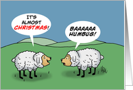 Christmas Card With Two Cartoon Sheep BAAAAAAA Humbug card