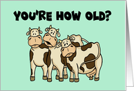 Humorous Birthday With Cartoon Cows You’re How Old Holy Cow card