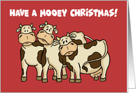Humorous Christmas Card With Cartoon Cows Mooey Christmas card