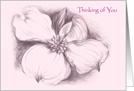 Spring Dogwood Drawing Thinking of You card