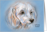 Custom Dog Adoption Announcement Blue Boy Maltipoo Small Dog card