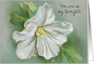 Custom Thinking of You White Begonia Flower Pastel Art card