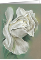 White Rose Pastel Art Any Occasion Blank card