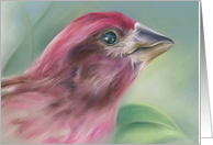 Purple Finch Pastel Bird Artwork Any Occasion Blank card