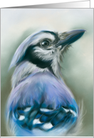 Any Occasion Blue Jay Bird Portrait Pastel Art Blank card
