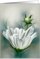 Any Occasion White Cosmos Flower and Bud Pastel Art Blank card