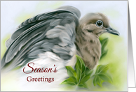 Seasons Greetings Christmas Mourning Dove with Ivy Pastel Bird Art card