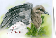 Peace Christmas Mourning Dove with Ivy Pastel Bird Art card