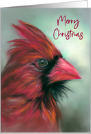 Merry Christmas Red Male Cardinal Songbird Pastel Art card