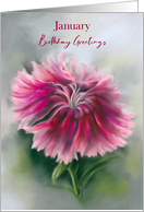 January Birthday Dianthus Pink Carnation Pastel Flower card