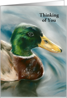 Thinking of You Mallard Duck on Water Pastel Bird Art Custom card