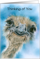 Thinking of You Ostrich Curious Bird Art Personalized card