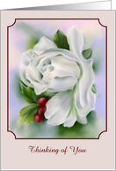 Thinking of You White Rose Flower Winter Holly Personalized card