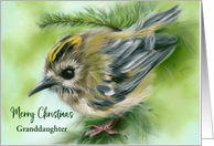 Christmas for Granddaughter Little Goldcrest Bird in Evergreen Custom card